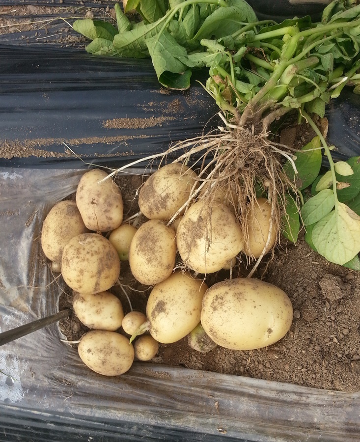 가을 재배에 적합한 감자 품종 ‘금선’