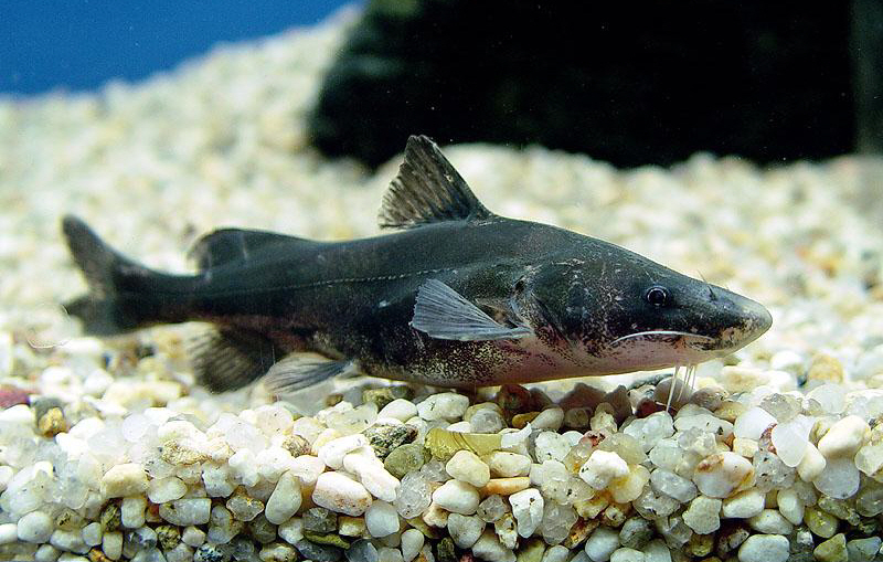 민물고기 중 최고 맛으로 수라상까지 올랐던 멸종어종 ‘금강 종어’