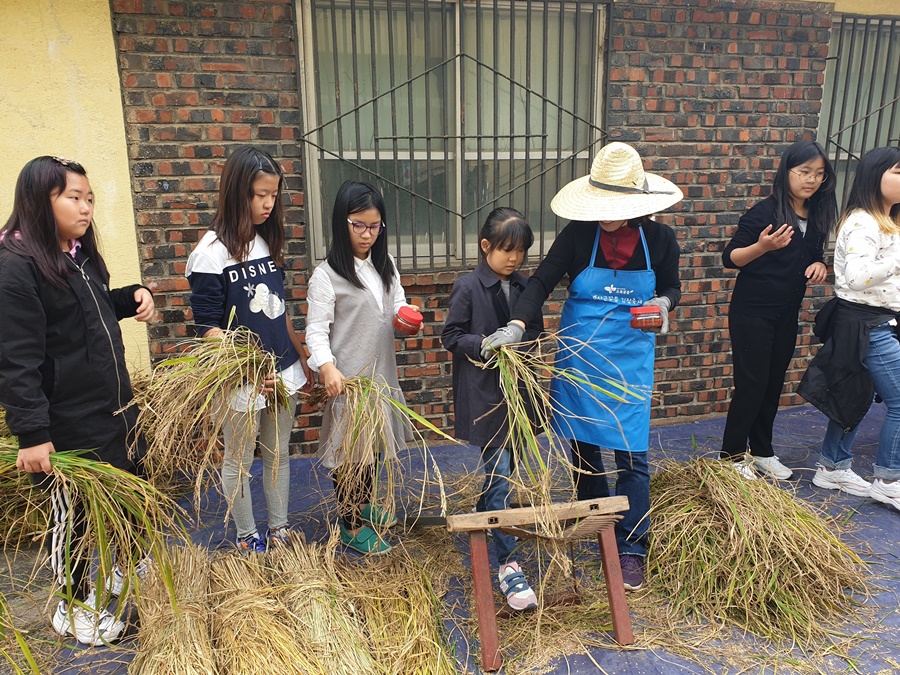 서산초등학교는 전교생을 대상으로 친환경 로컬푸드데이 및 친환경농법 벼 수확 체험을 실시했다.