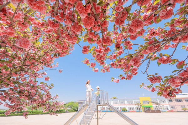 운신초등학교 교정의 겹벚꽃