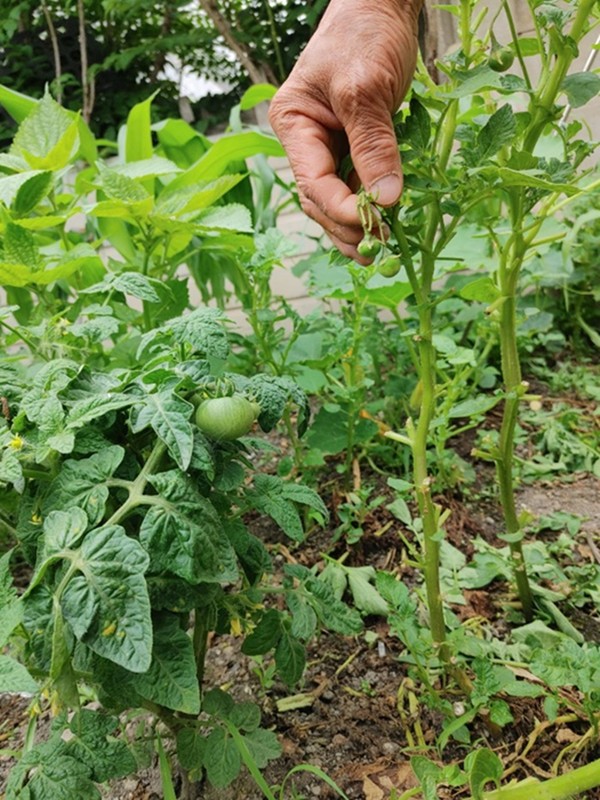 서산시 동문동 한 텃밭에서 방울토마토처럼 생긴 감자 열매가 열려 화제다.