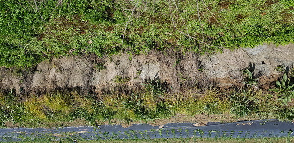 제초제로 풀이 노랗게 죽어가는 둑 밑에 있는 미나리를 채취한 모습