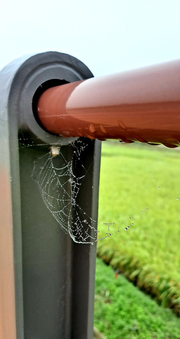 아침 이슬을 주렁주렁 달고, 바람에 한껏 늘어나도 끄떡없는 거미줄. 거미줄의 신소재 가능성을 알고 나니, 거미 친구가 든든해 보인다.