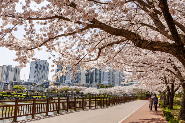 충남 서산 중앙호수공원에 벚꽃이 활짝 펴 시민들이 나와 산책하는 모습
