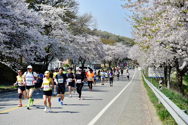 참가자들이 17일 제21회 서산뜸부기쌀 마라톤대회에서 역주하는 모습