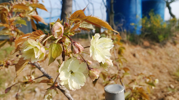 지난 4월 서산시농업기술센터 실증포에 식재된 청벚꽃 접목묘신비로운 연둣빛을 띤 청벚꽃으로 관내를 싱그럽게 물들이고 있다.
