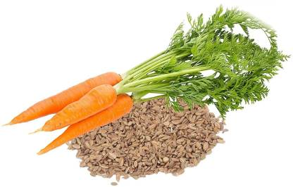 케롯 시드 (Carrot Seed, 야생당근 )