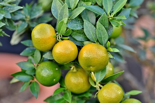 셀룰라이트를 줄이는 그레이프푸르트 (Grapefruit, Citrus paradisi, 자몽)