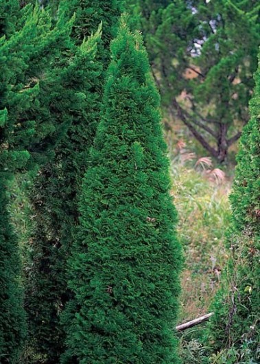 하지정맥류개선을 위한 사이프러스(Cypress, Cupressus sempervirenes, 노송나무)