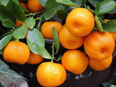 산만한 아이를 위한 달콤한 만다린(Mandarin, Citrus reticulata)