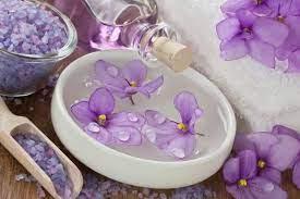 사랑과 충성의 상징 바이올렛 (Viola Odorata L.)