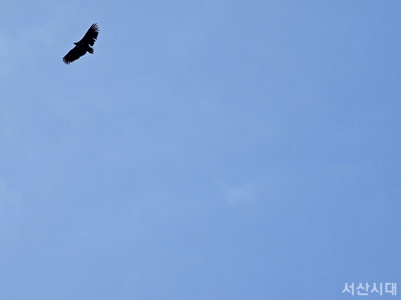 하늘을 날고 있는 독수리 확대 사진